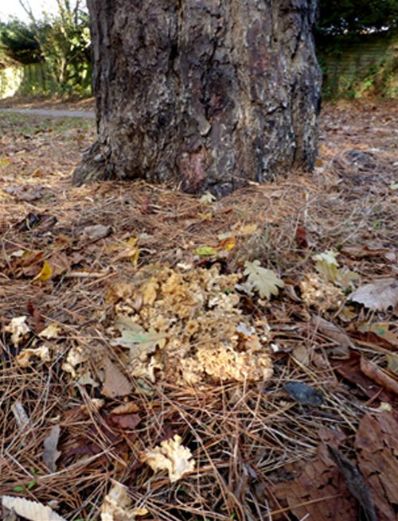 Shredded fruiting masses beneath black pine near Gusted Hall Wood, Essex